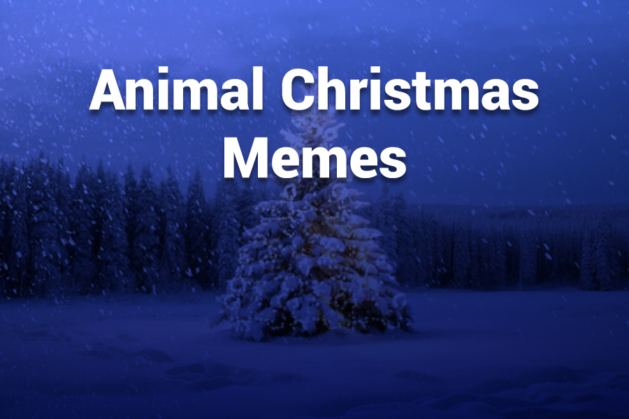 animal christmas memes